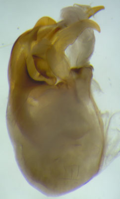 Hesperocorixa obliqua male genitalia